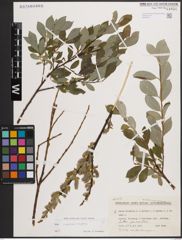 Foto von Salix caprea L. x Salix repens L.